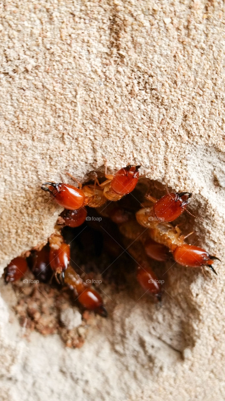 termites gathering at a hole in the wall
