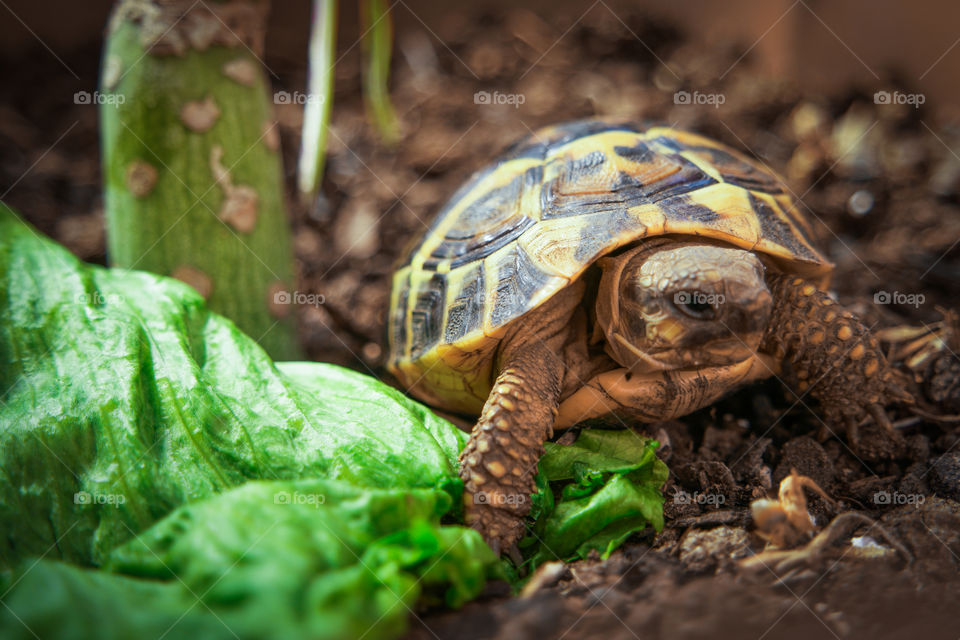 Close-up of tortoise