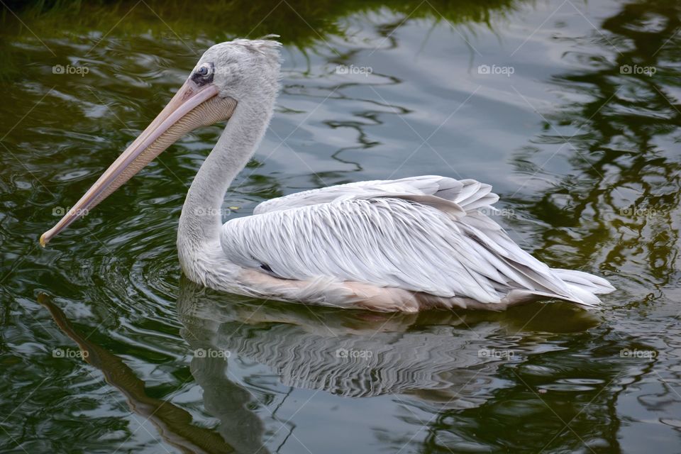Pelican