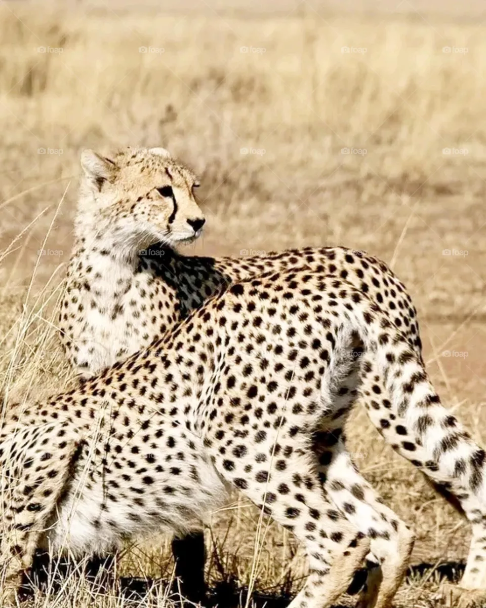 wild animals