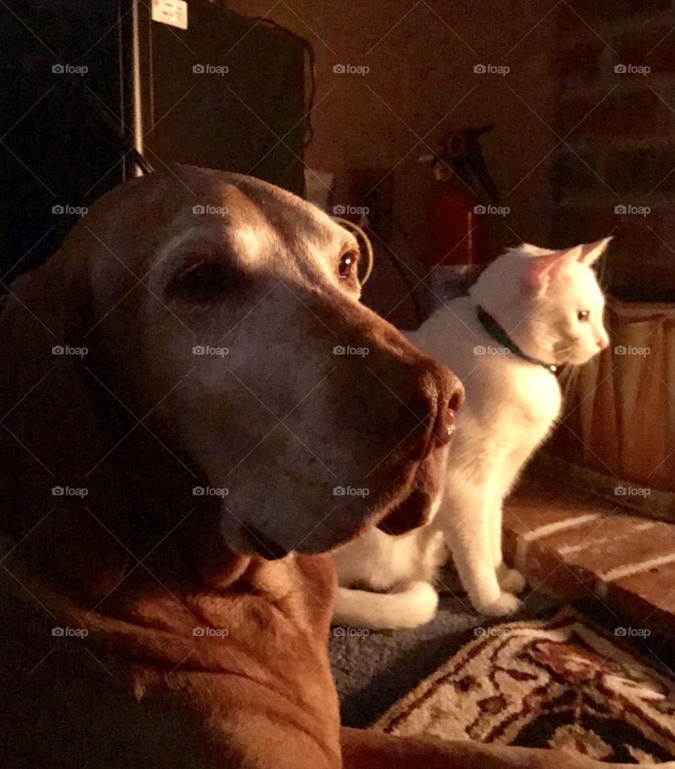 Dog and Cat
