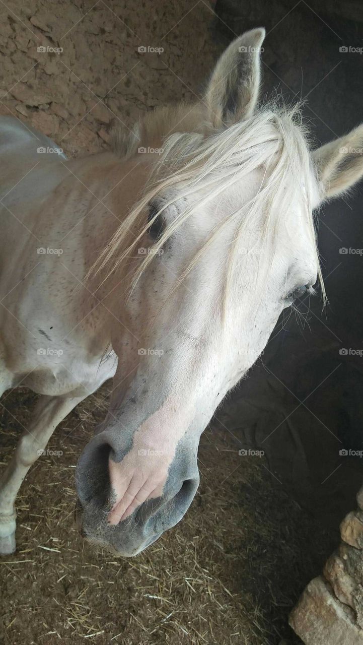 Beautiful white horse looking at camera.