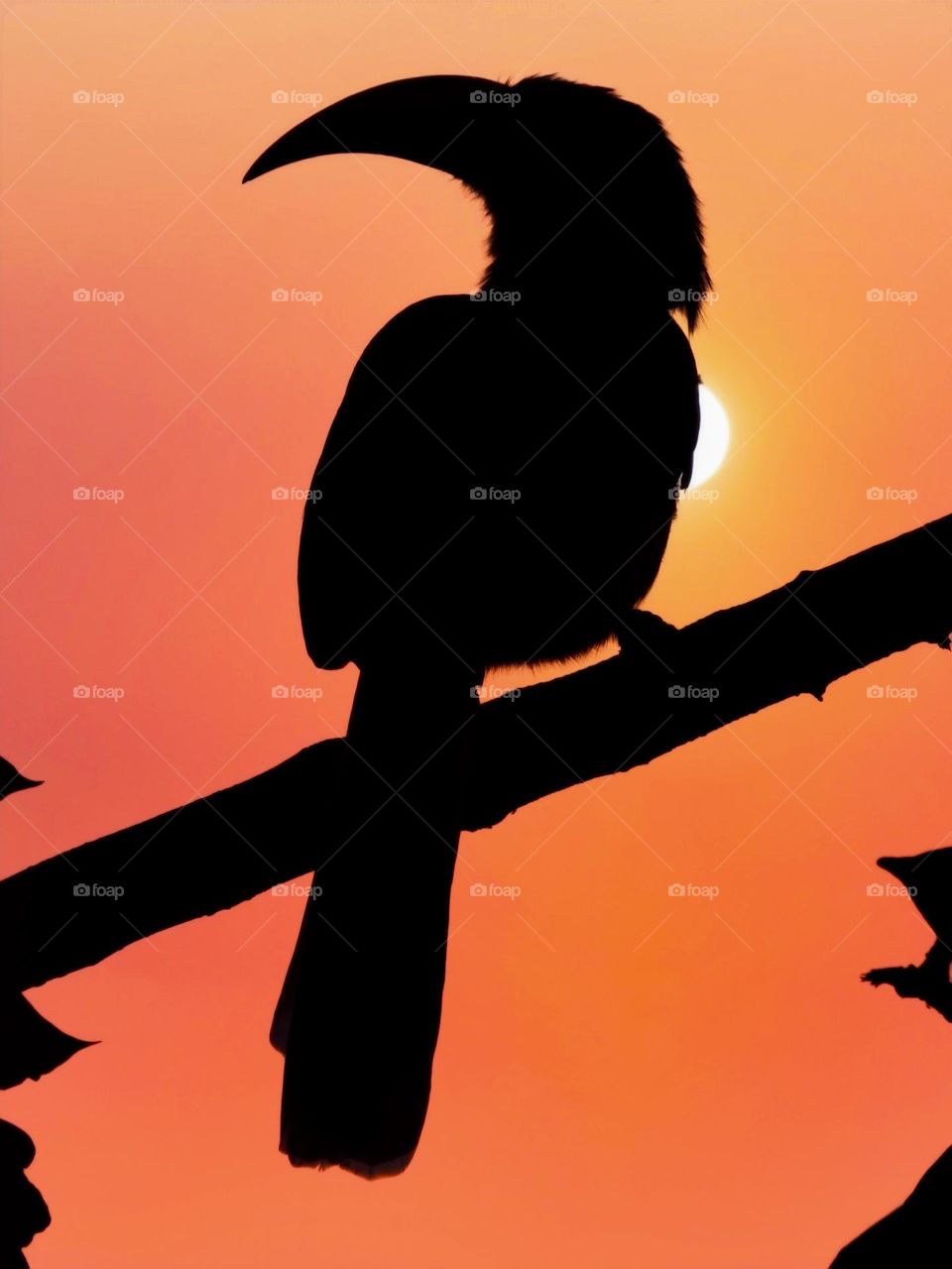 Sunset with bird