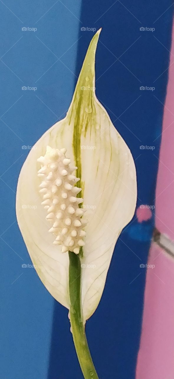 peace lily