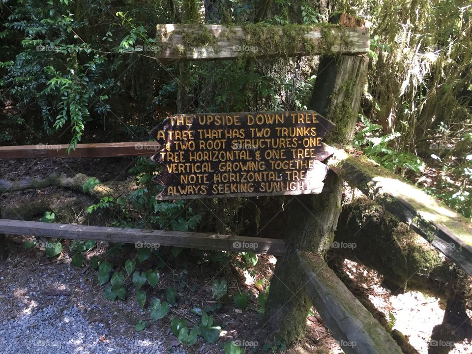 Oregon trees of mystery 