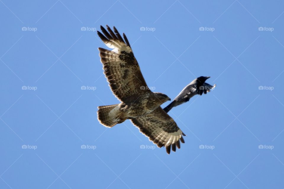 Buzzard and crow fighting 