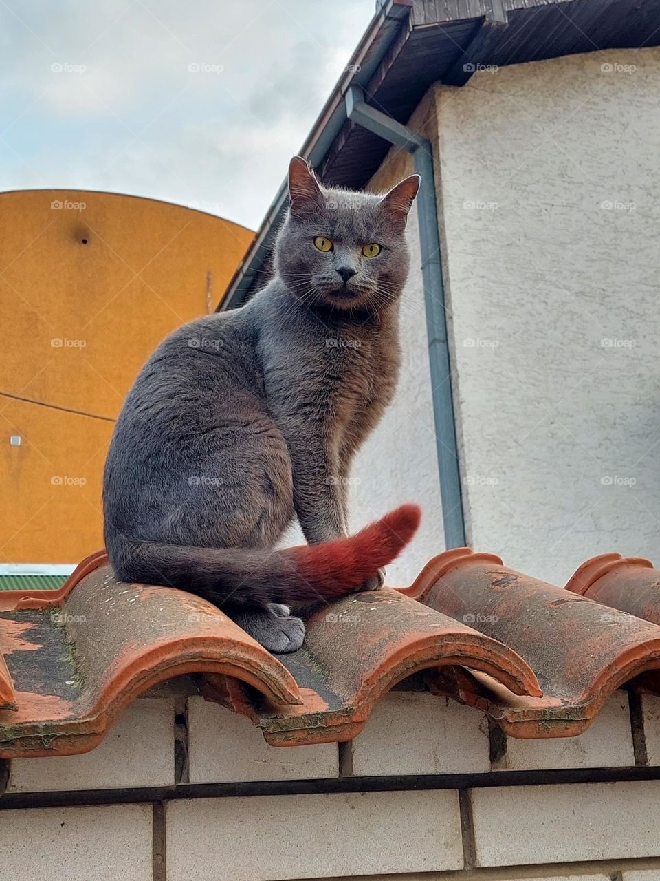 A gray cat with a red tail pretender to be important and poses on the roof.  Domestic cat