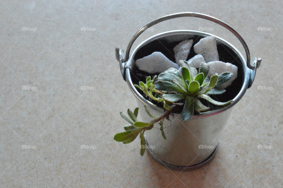 Steel bucket with plant