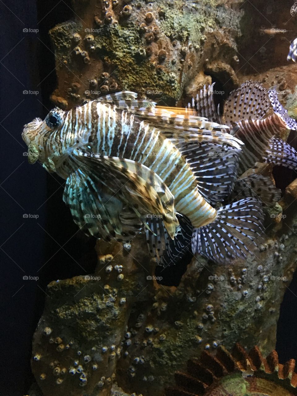 Close-up of a lionfish