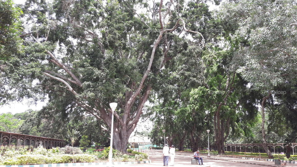 tree park