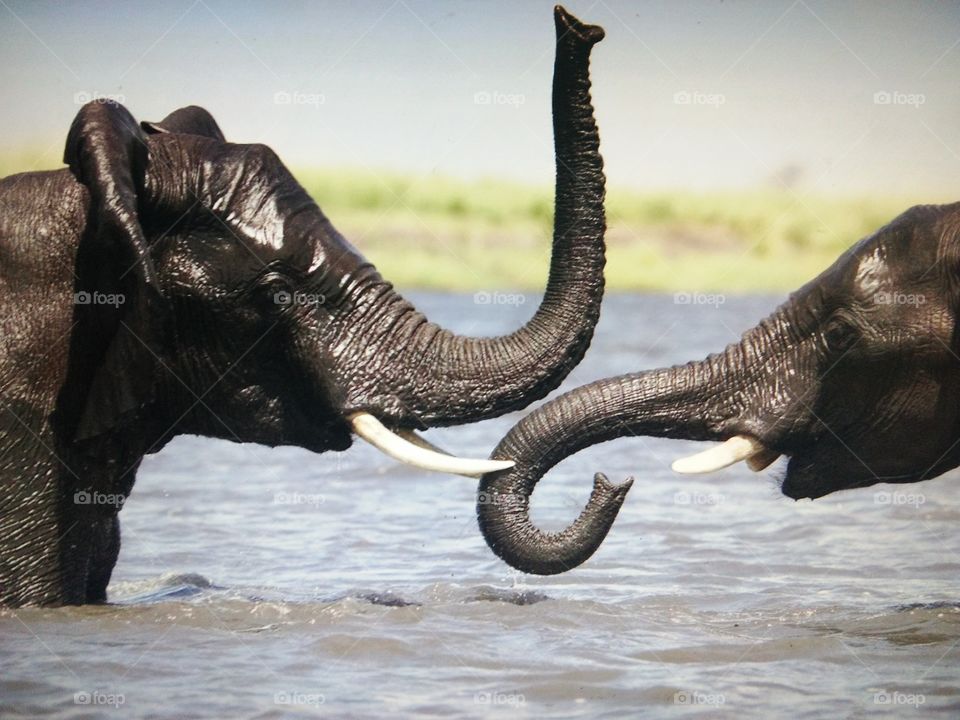 Close-up of two elephants bathing in lake