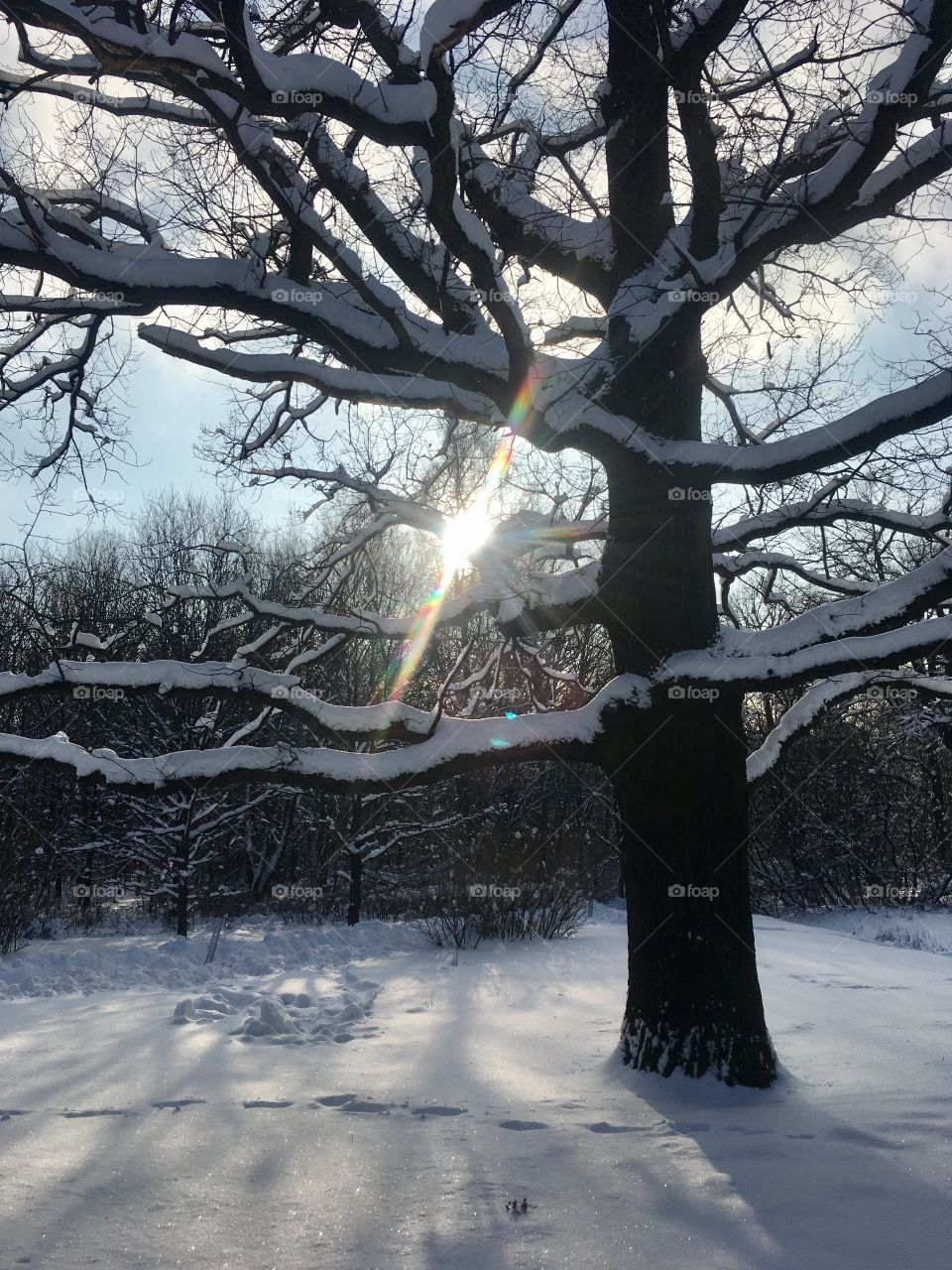 Winters trees 