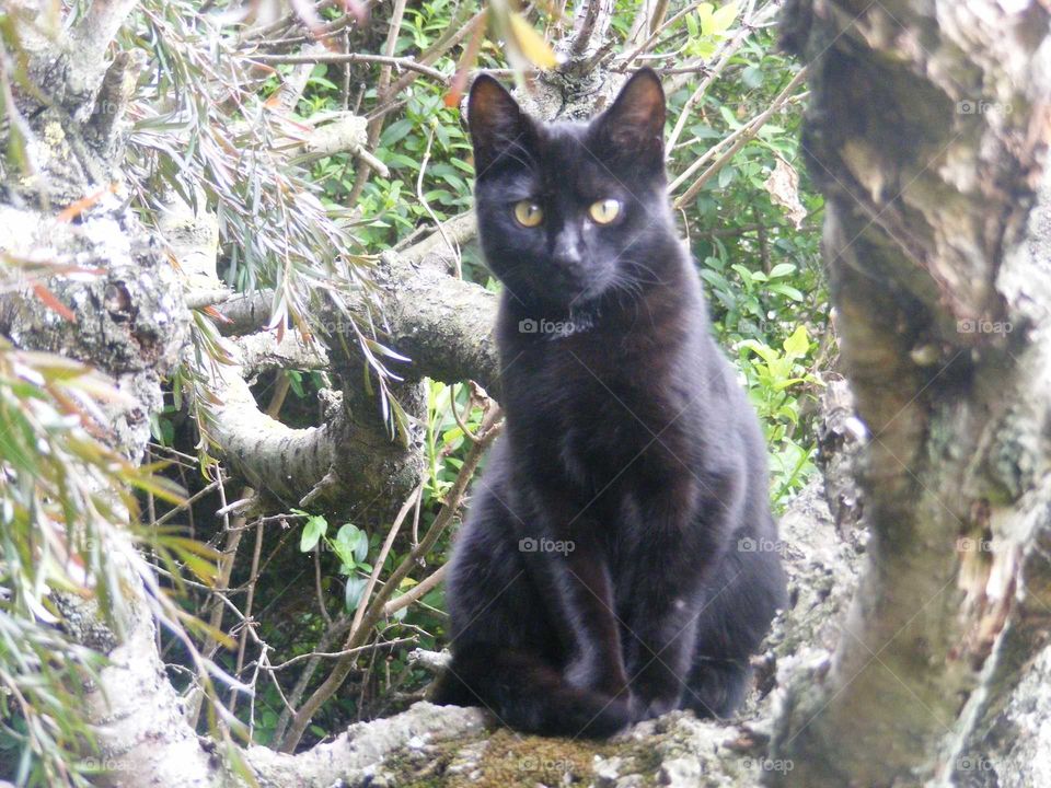 Our black cat again poses for a perfect photo while in the old cherry tree.