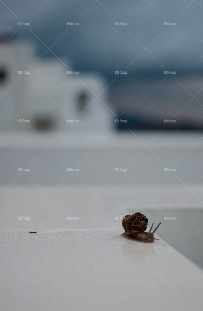 Cretan snail. snail walks after rain