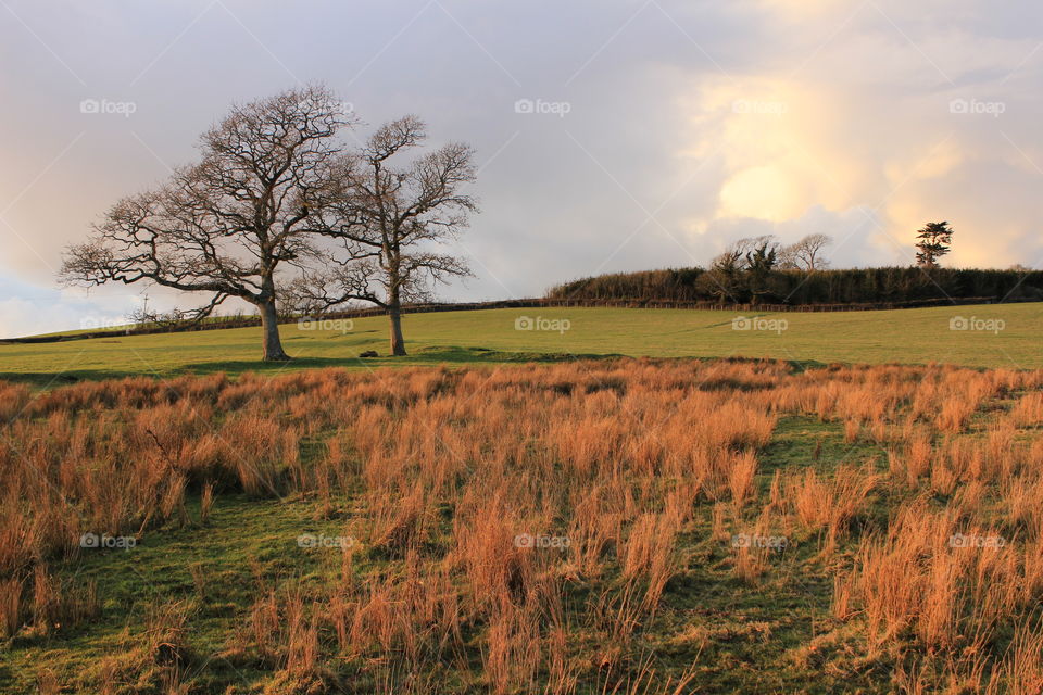 Golden landscapes 