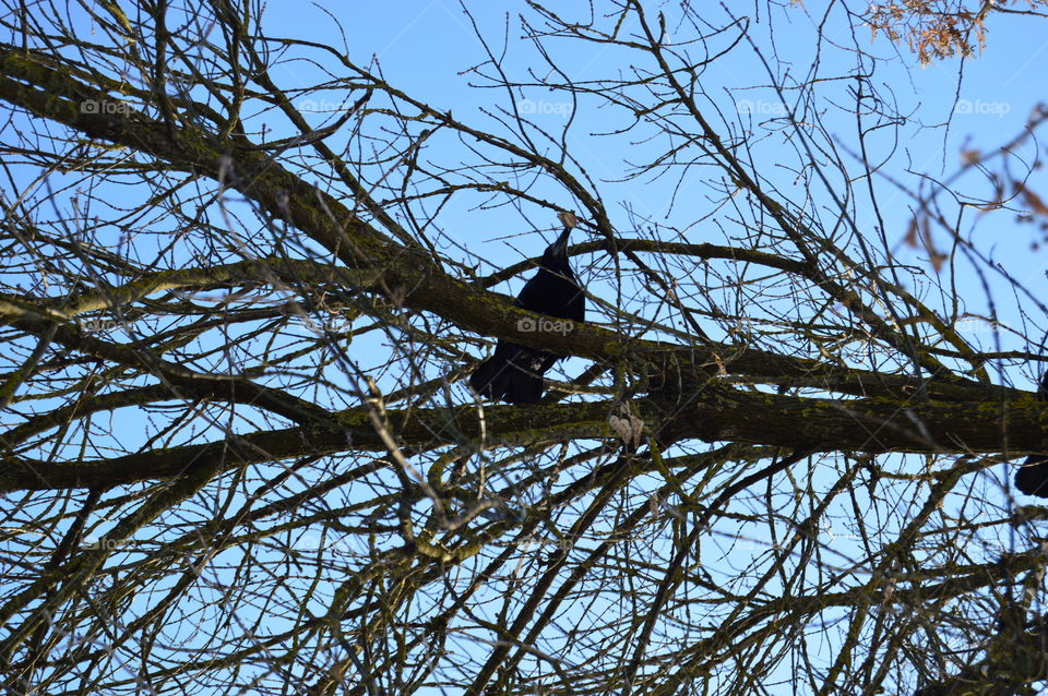 Crow with food in its beak