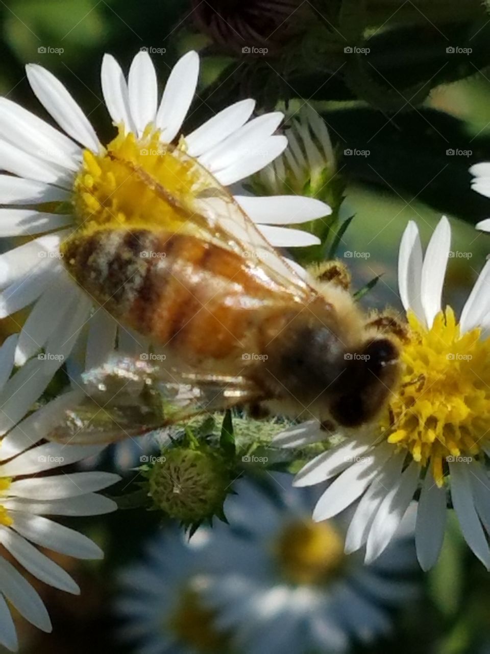 Bee