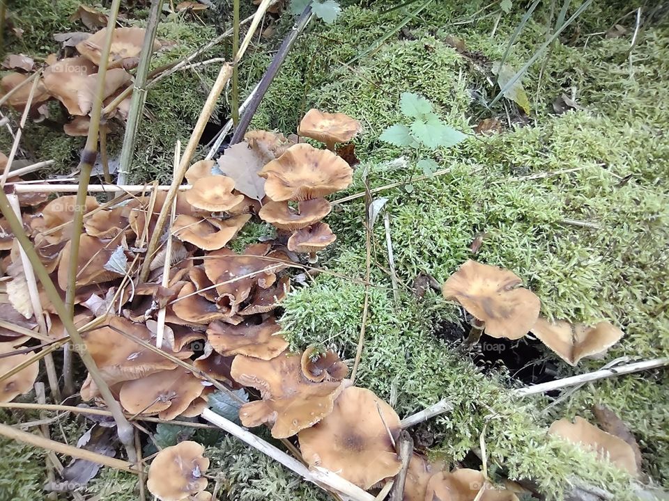 mushrooms in the forest