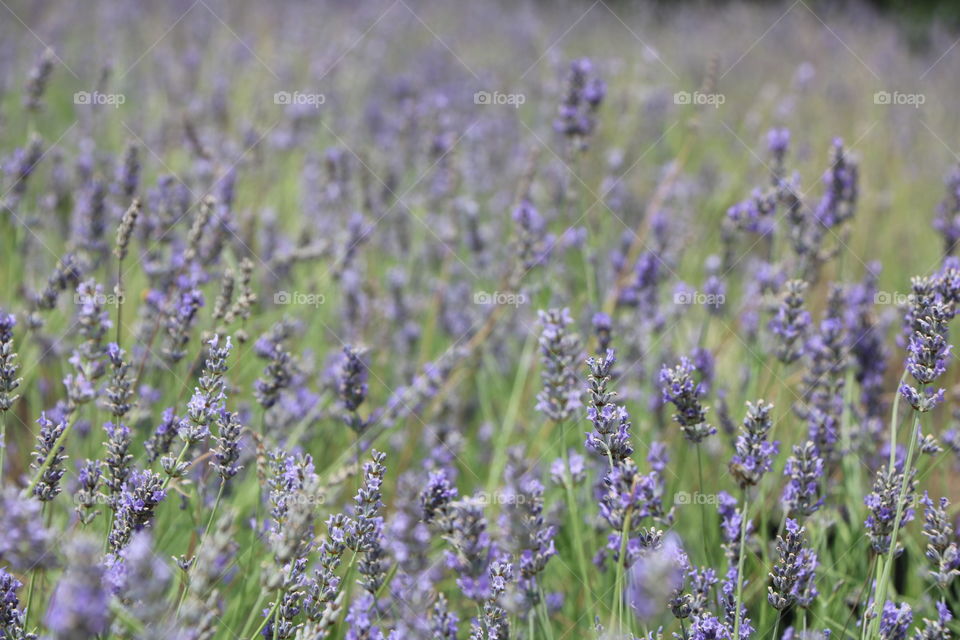 June is when lavender blooms