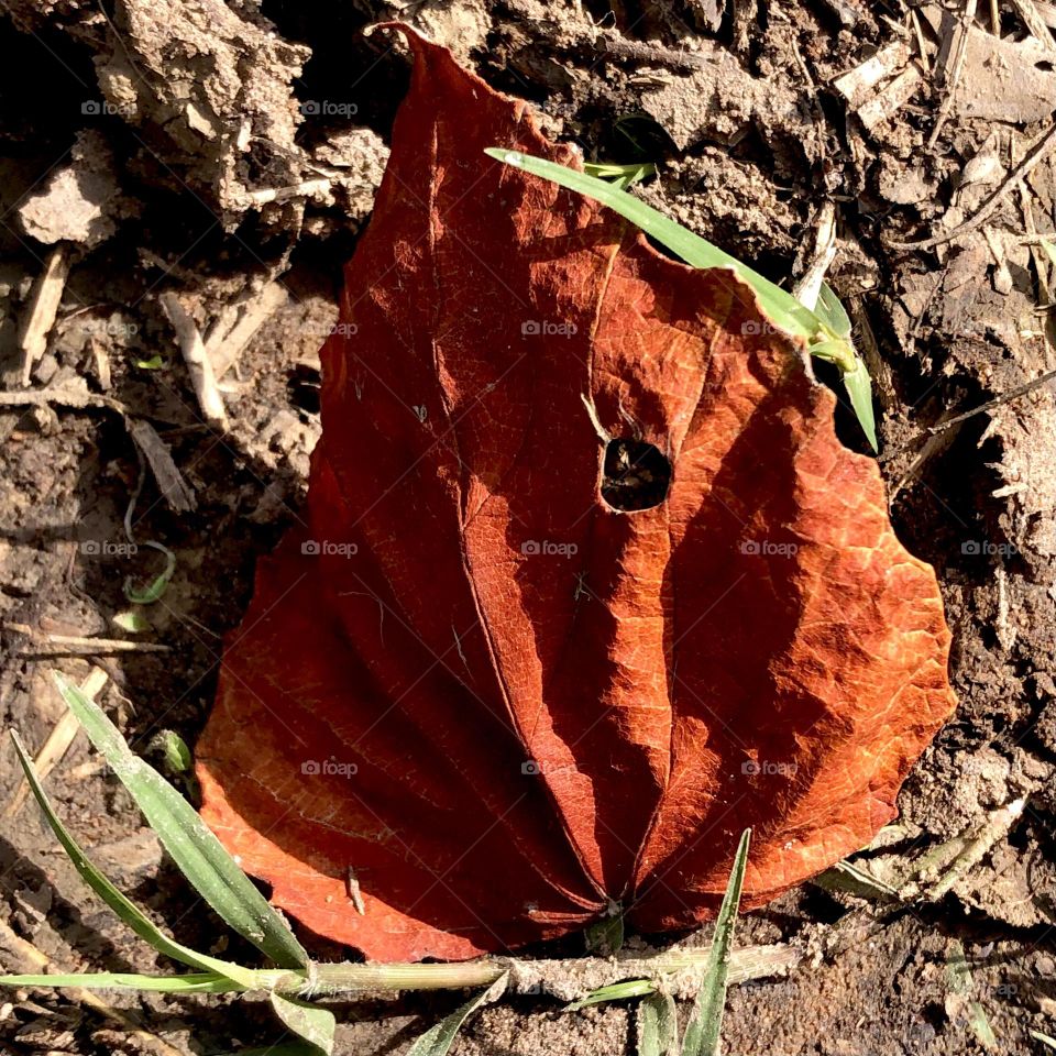 Closeup of a burnt orange leaf found by the rice field. Found it pretty fascinating since it’s not even close to fall yet 🍂