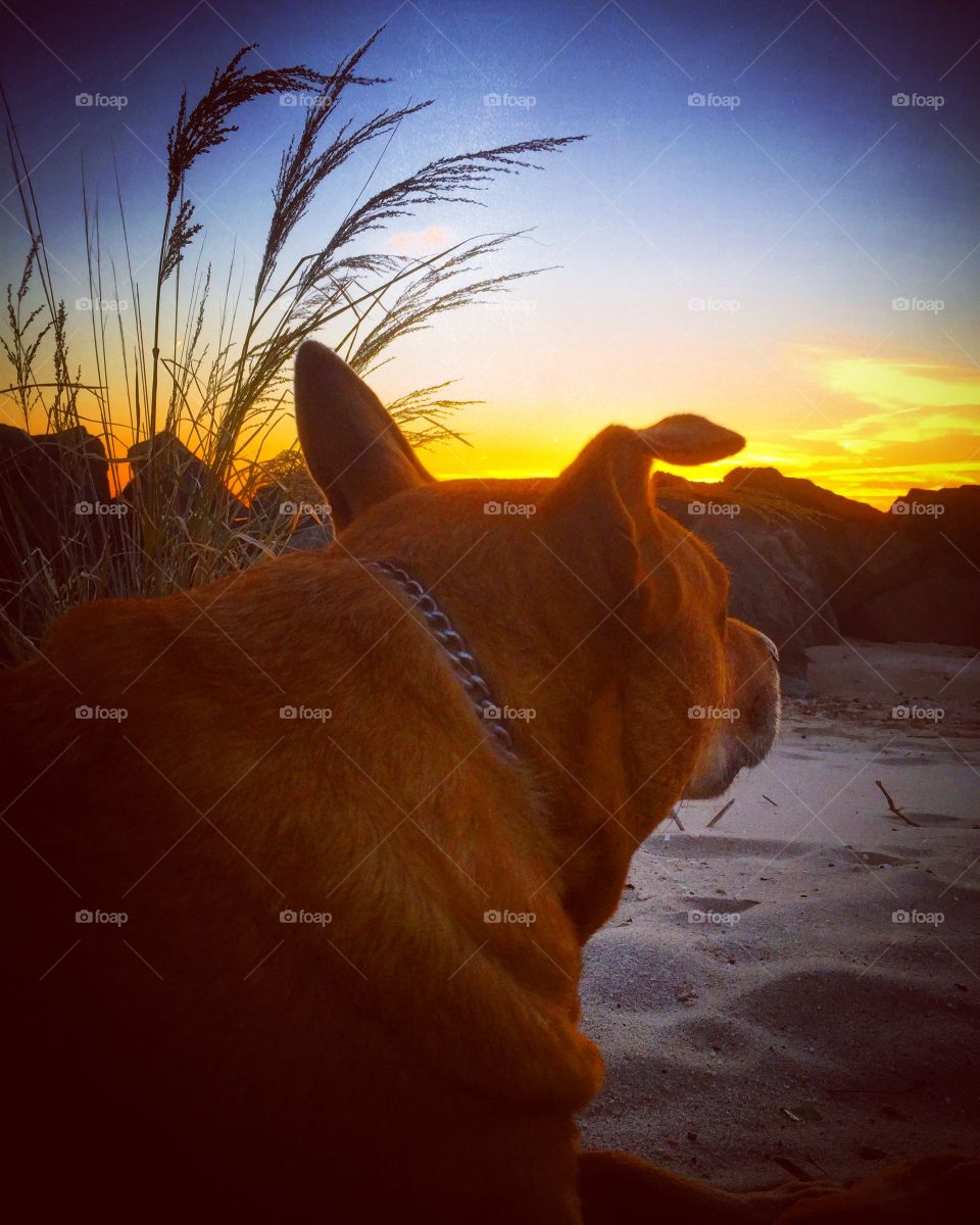 Roxy peers through the beach grass and views the sunset!
