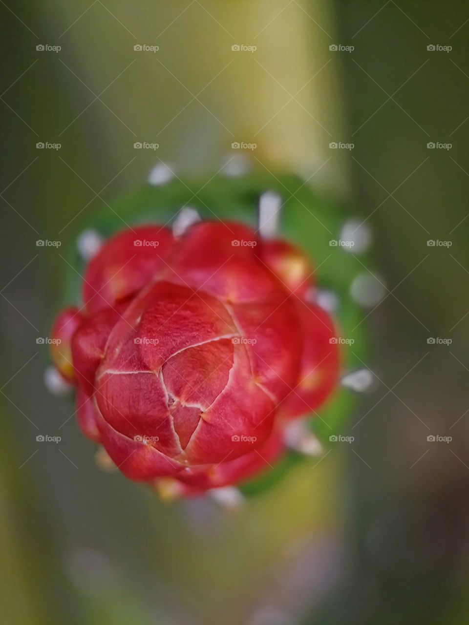 Close up top view of a cactus flower bud.