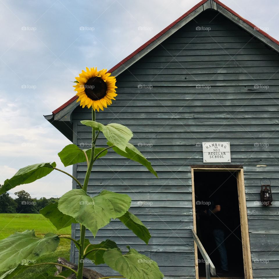 Sunflower at historic schoolhouse