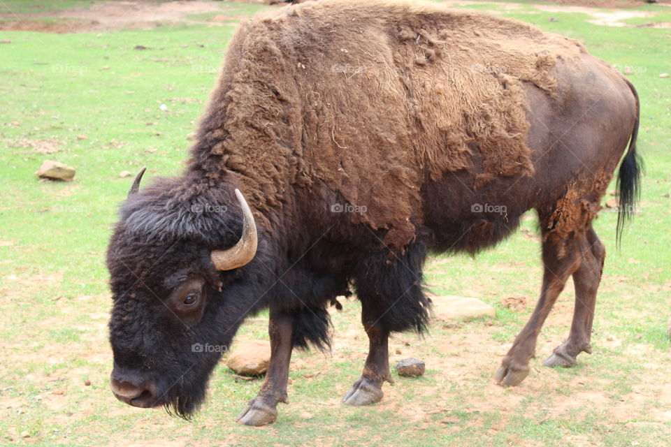 Buffalo