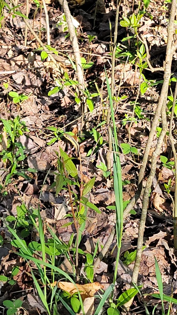 Little Snake Out for a Slither