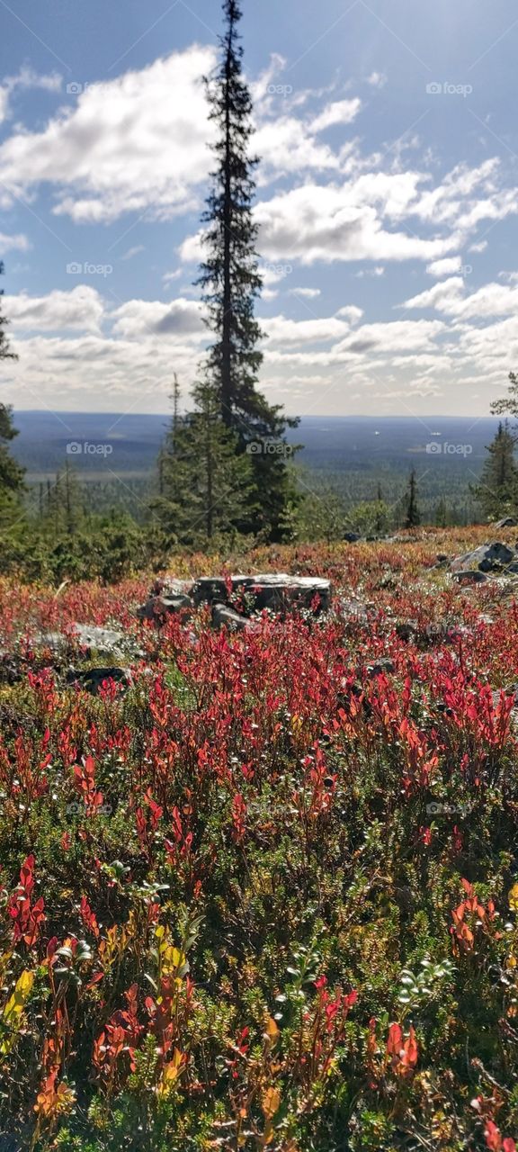 Pallas-Yllästunturi nationalpark, Lapland, Finland