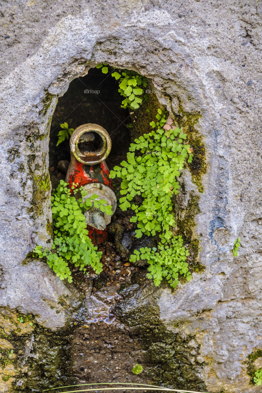a green plant growing in a wall hole