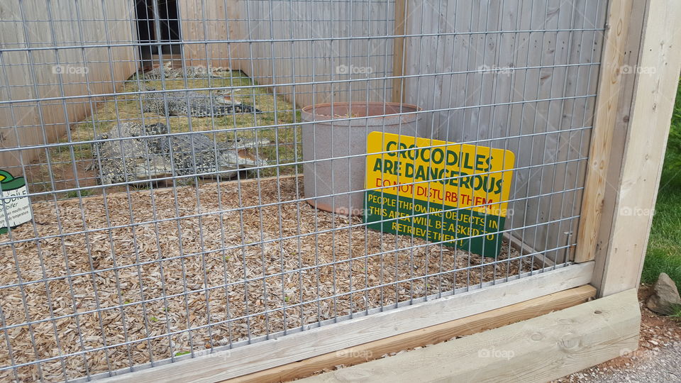 crocodiles