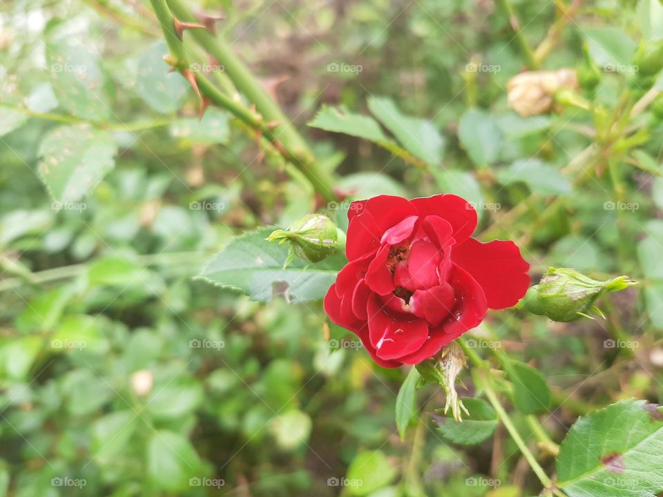 red Rose in green