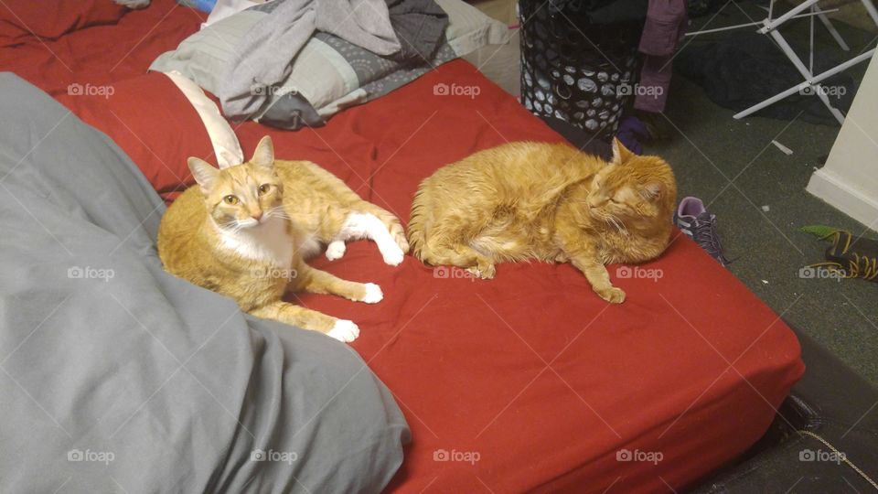 Sofa, Furniture, Cat, Pillow, Family