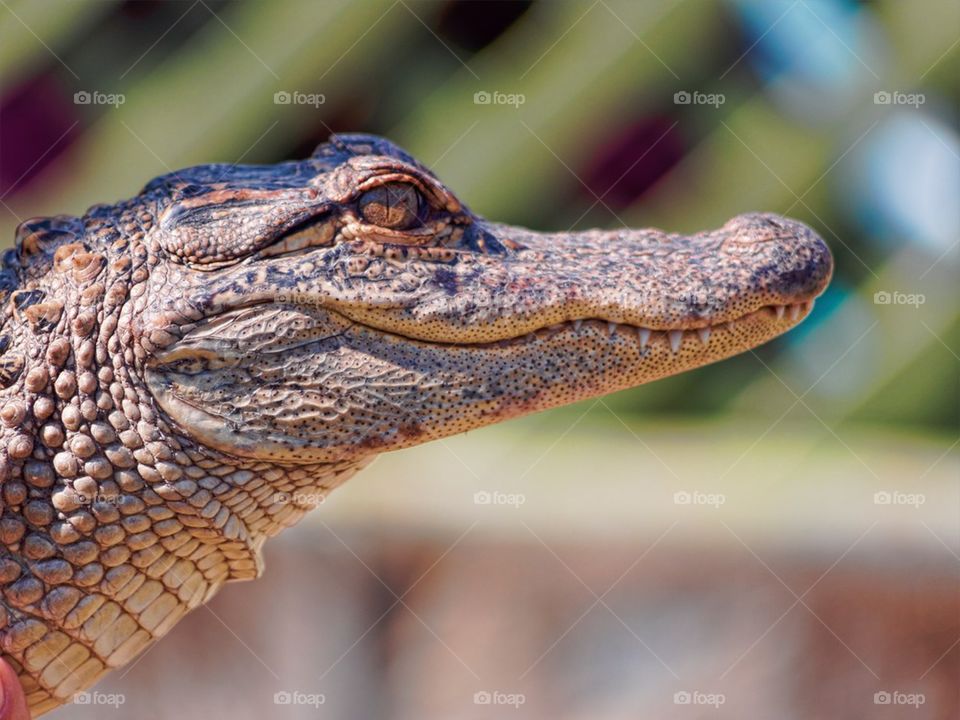 Close up of alligator