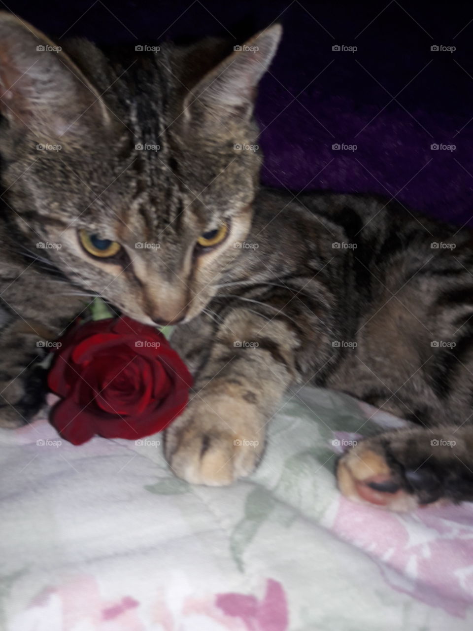 cat rose
