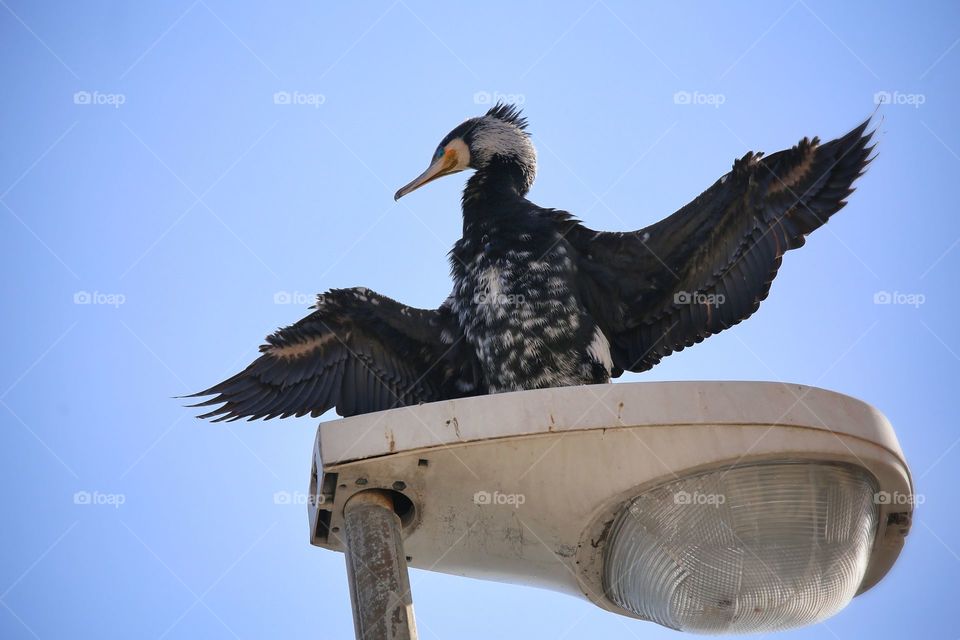 Cormorano sul lampione, cormorant on lamppost