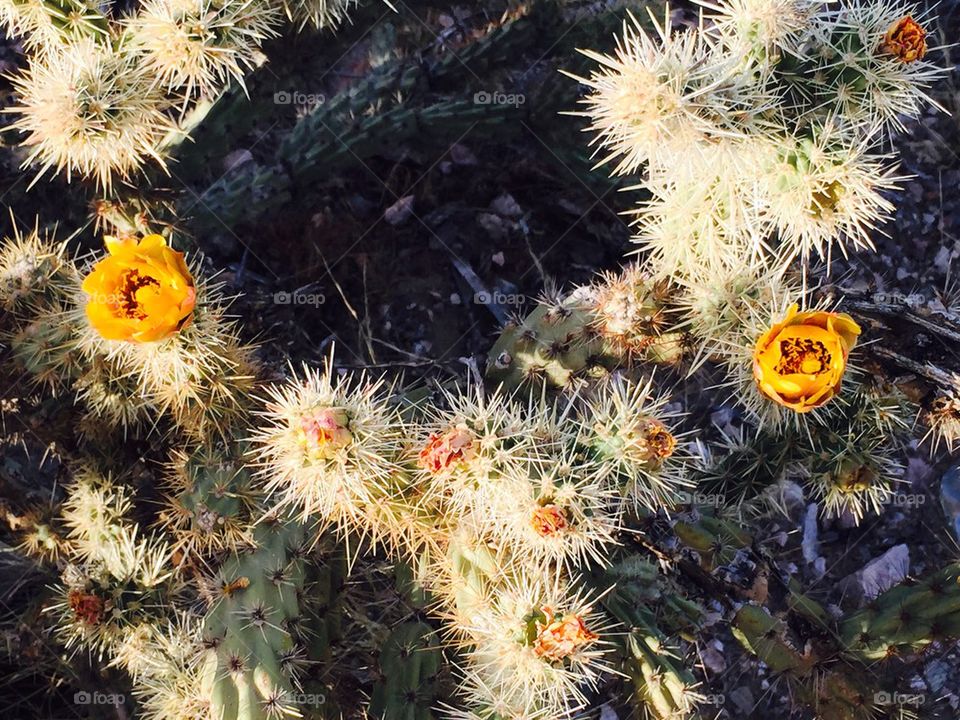 Desert Yellow Flower