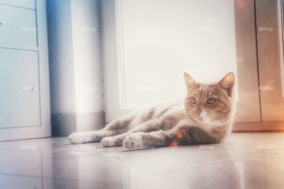 Ginger cat at home on floor with light effects