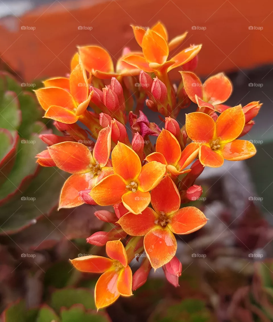 flowers