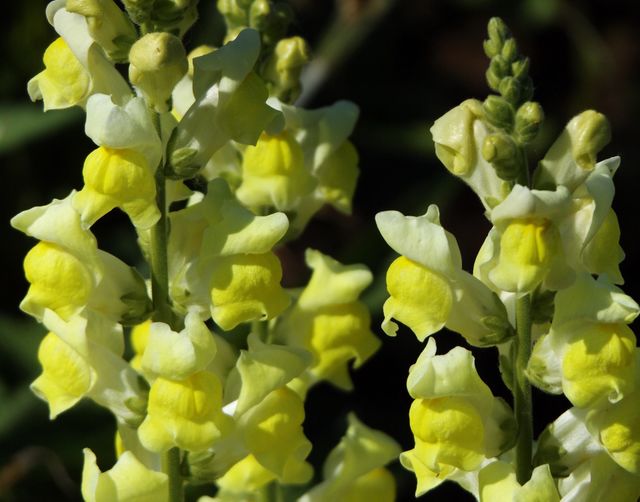 Yellow flowers 