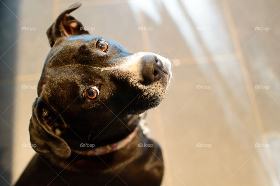 Beautiful black and white dog looking up with puppy dog eyes and floppy ears isolated high angle view with room for copy pet photography of Boxador breed dog 