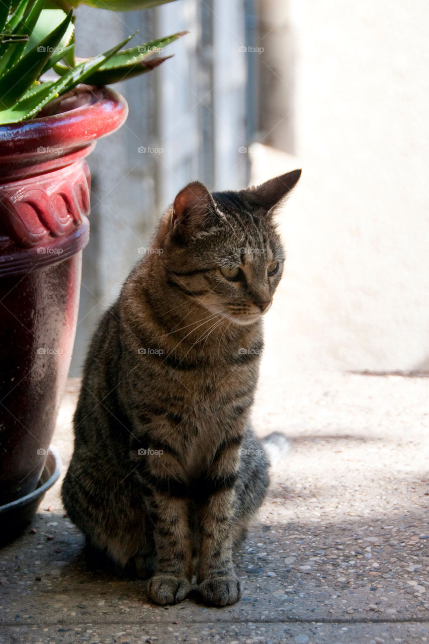 Cat sits by a flower pot Sunny day