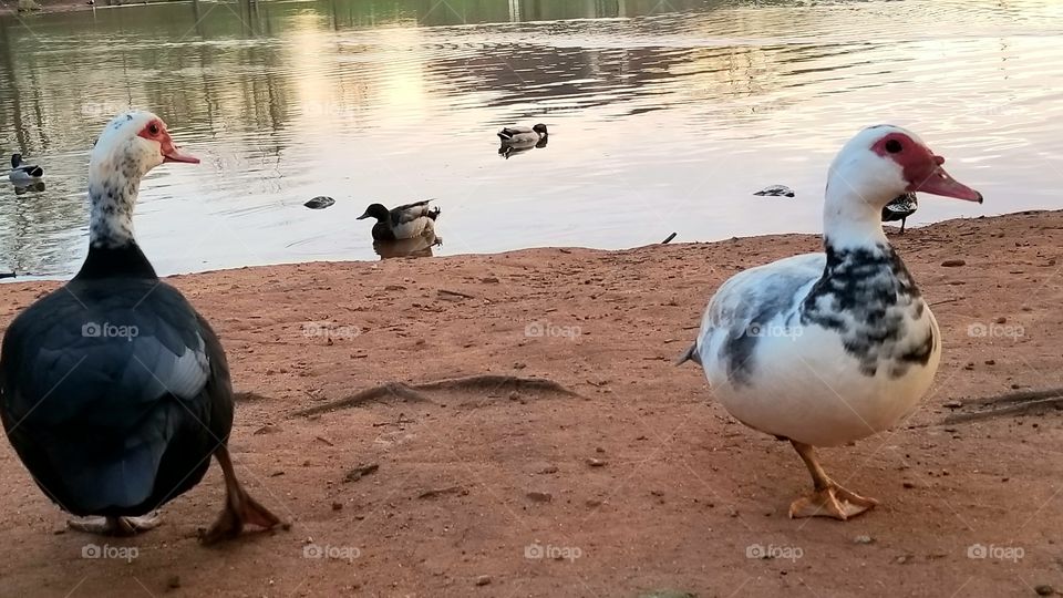 Ducks on a summer evening