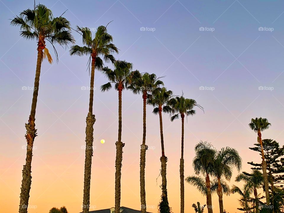 Moonrise at sunset between Palms