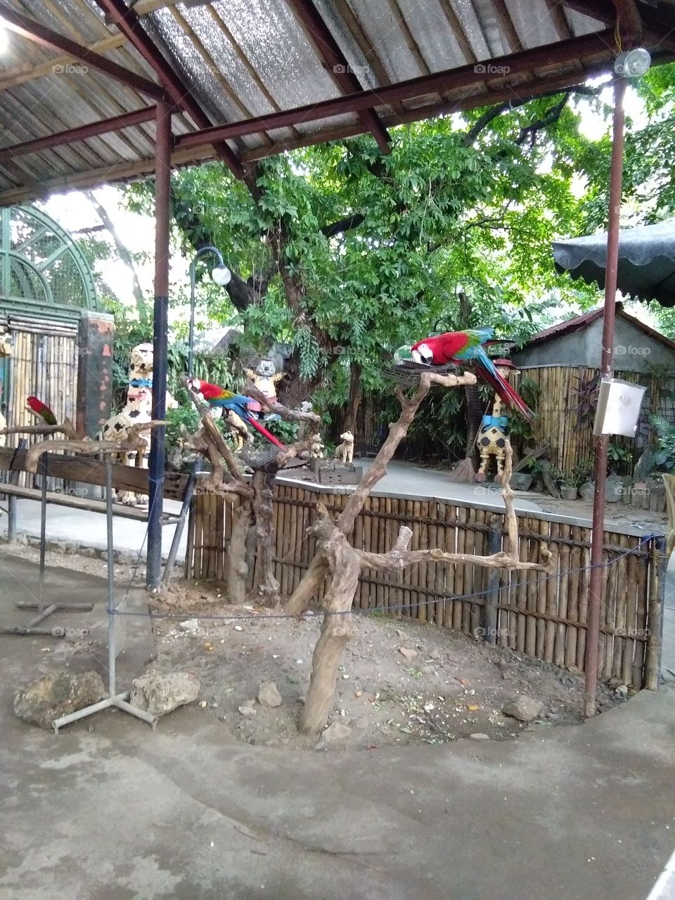 manila zoo