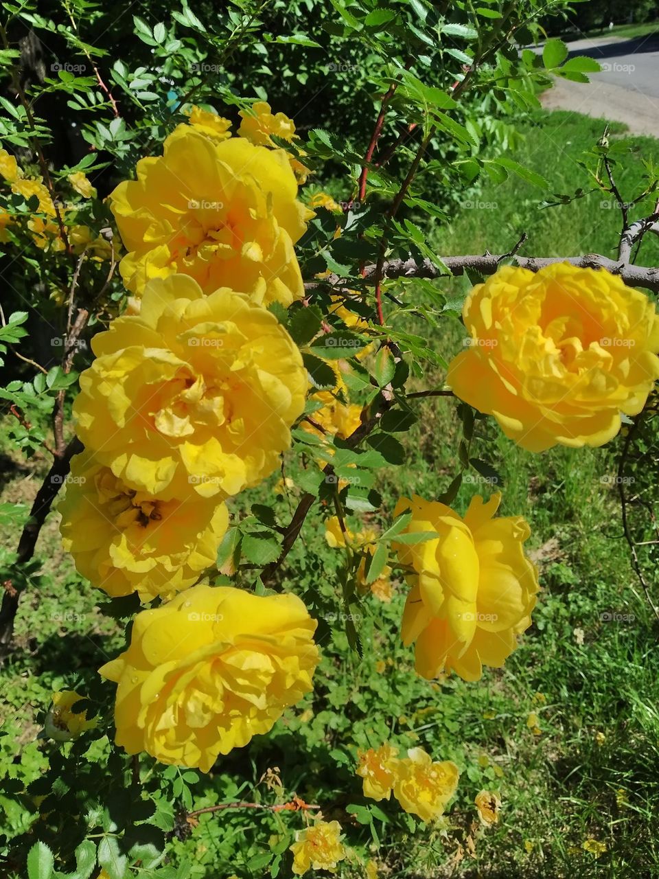 yellow roses