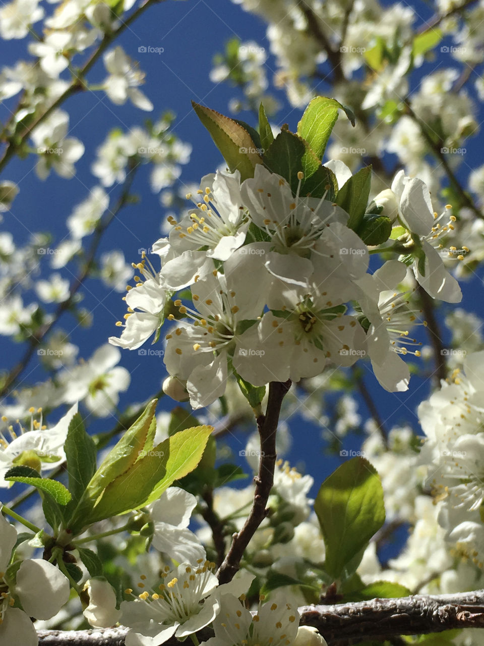 Low angle view of white flowers