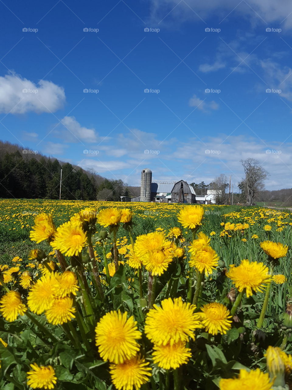 Extreme close-up of flowers