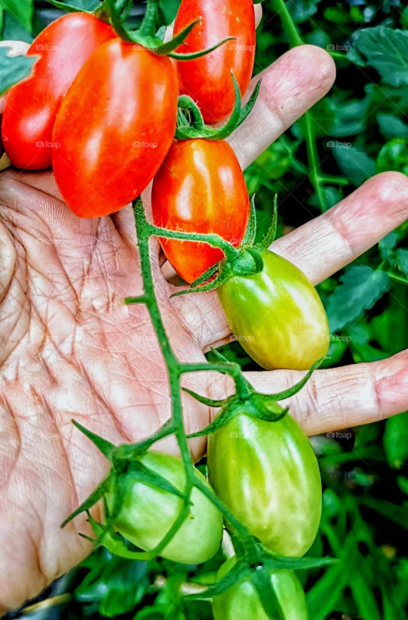 Close view of grape tomatoes.